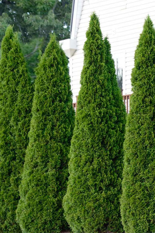  Emerald Green Arborvitae - 1 Gallon Pot