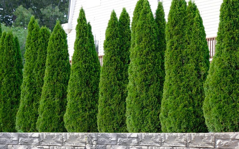  Emerald Green Arborvitae - 7 Gallon Pot (4-5')