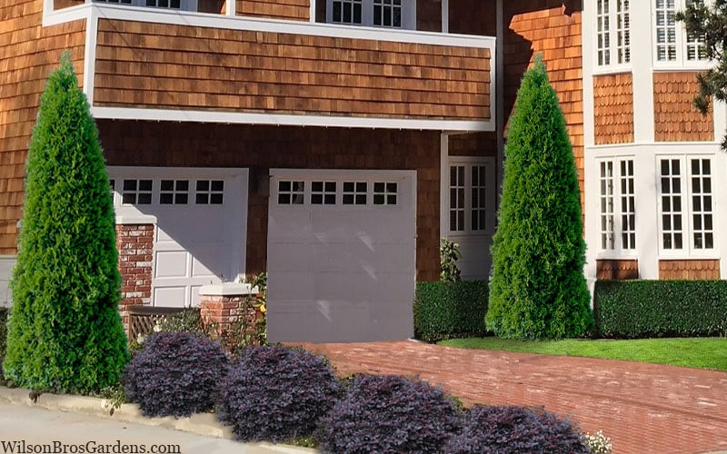  Emerald Green Arborvitae - 7 Gallon Pot (4-5')