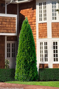  Emerald Green Arborvitae - 6 Pack Of 1 Gallon Pots