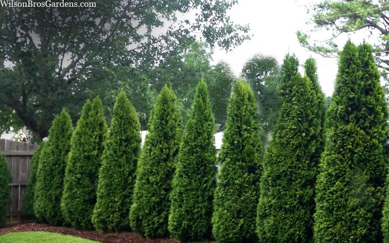  Emerald Green Arborvitae - 6 Pack Of 1 Gallon Pots