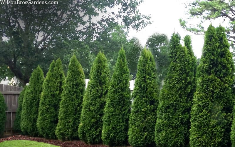  Emerald Green Arborvitae - 7 Gallon Pot (4-5')