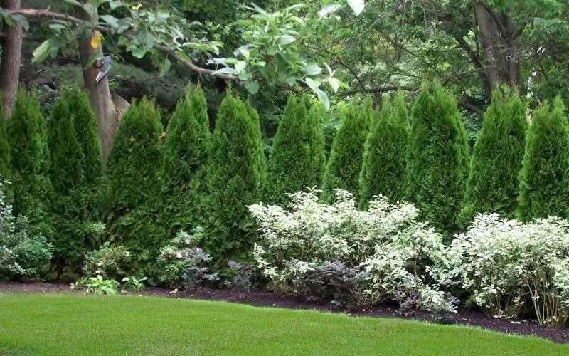  Emerald Green Arborvitae - 7 Gallon Pot (4-5')