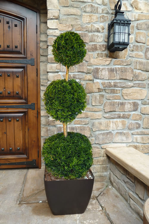  Emerald Green Arborvitae Poodle Tier Topiary (3 Ball) - 5 Gallon Pot (5-6')