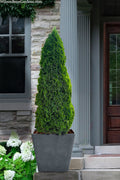  Emerald Petite Arborvitae (Thuja) - 3 Gallon Pot