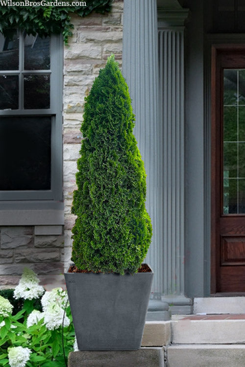  Emerald Petite Arborvitae (Thuja) - 3 Gallon Pot