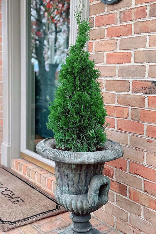  Emerald Squeeze Arborvitae - 1 Gallon Pot