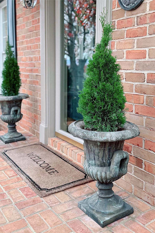  Emerald Squeeze Arborvitae - 1 Gallon Pot