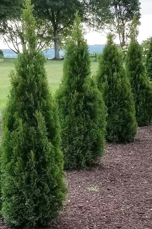  Emerald Squeeze Arborvitae - 1 Gallon Pot