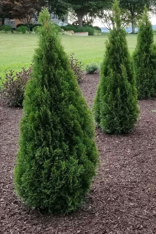  Emerald Squeeze Arborvitae - 1 Gallon Pot