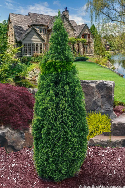  Emerald Squeeze Arborvitae - 1 Gallon Pot