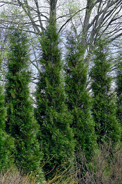  Full Speed A Hedge American Pillar Arborvitae - 3 Gallon Pot