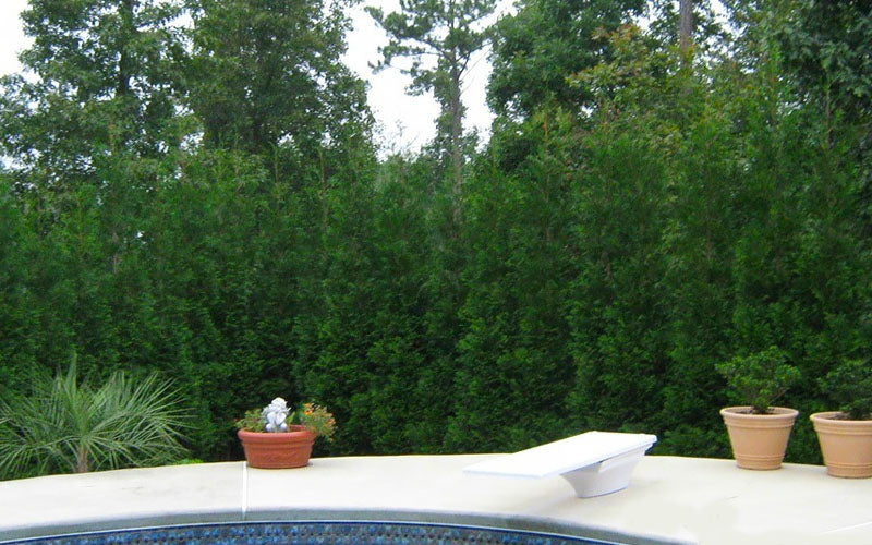  Full Speed A Hedge American Pillar Arborvitae - 7 Gallon Pot (4.5-5.5')