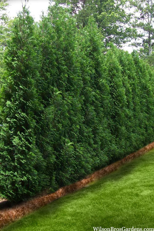  Full Speed A Hedge American Pillar Arborvitae - 3 Gallon Pot