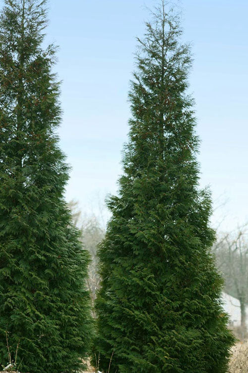  Full Speed A Hedge American Pillar Arborvitae - 3 Gallon Pot