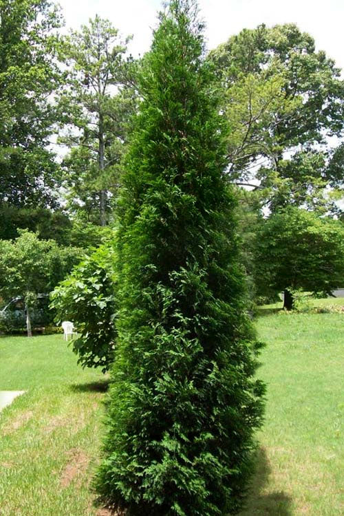  Full Speed A Hedge American Pillar Arborvitae - 7 Gallon Pot (4.5-5.5')