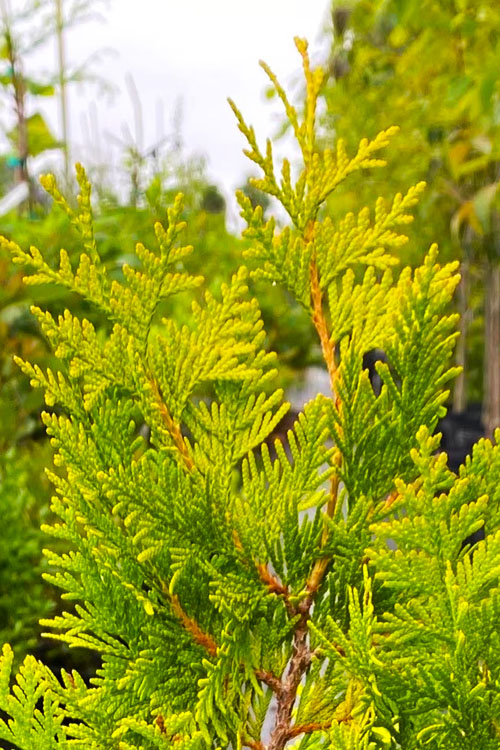  George Peabody Golden Arborvitae (Thuja) - 3 Gallon Pot