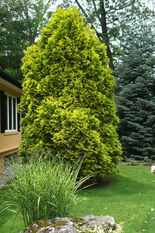  George Peabody Golden Arborvitae (Thuja) - 3 Gallon Pot