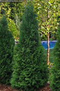  Private Jet Arborvitae (Thuja) - 2 Gallon Pot