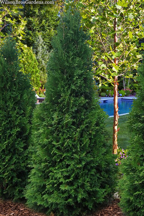  Private Jet Arborvitae (Thuja) - 2 Gallon Pot
