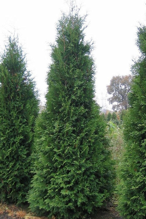  Private Jet Arborvitae (Thuja) - 2 Gallon Pot