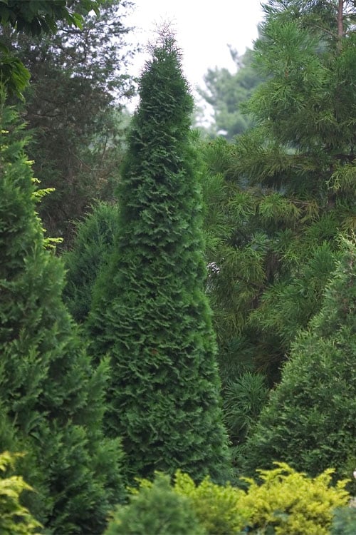  North Pole Arborvitae (Thuja) - 3 Gallon Pot