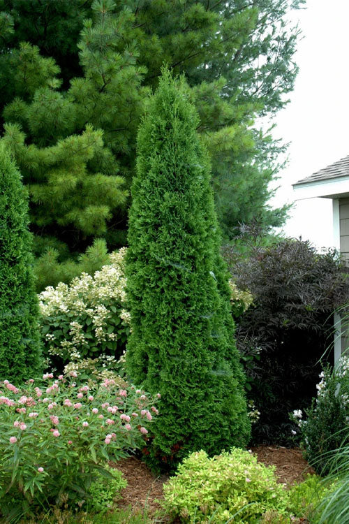  North Pole Arborvitae (Thuja) - 1 Gallon Pot