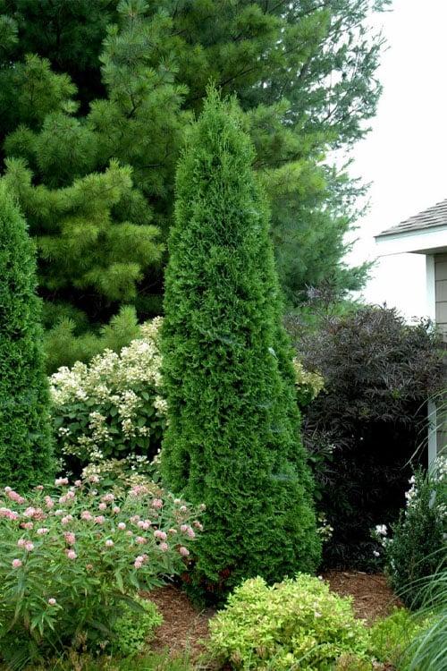  North Pole Arborvitae (Thuja) - 3 Gallon Pot