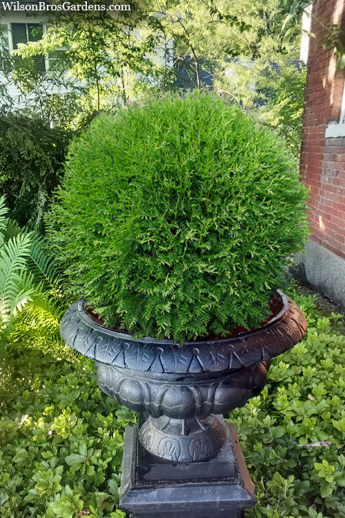  Planet Earth Arborvitae - 3 Gallon Pot