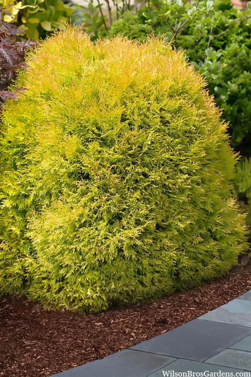  Rheingold Arborvitae (Thuja) - 2 Gallon Pot