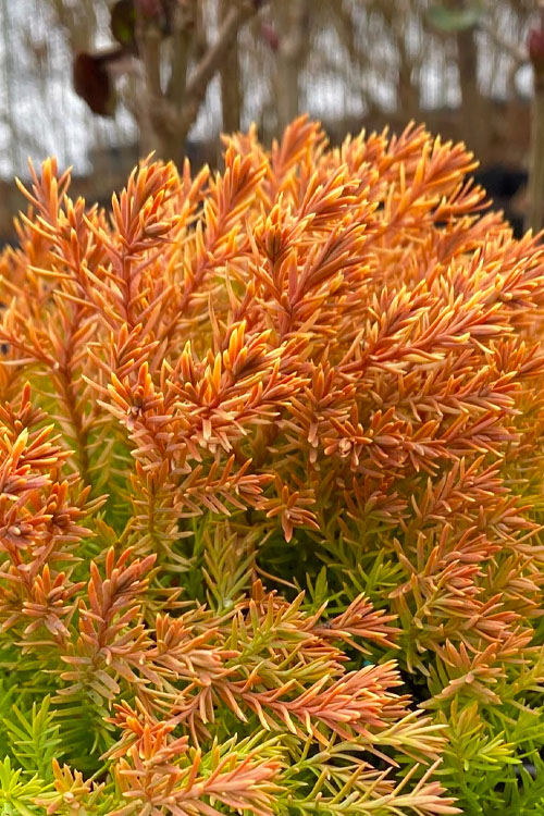  Rheingold Arborvitae (Thuja) - 2 Gallon Pot