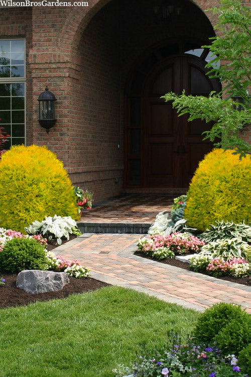  Rheingold Arborvitae (Thuja) - 2 Gallon Pot
