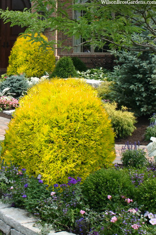 Rheingold Arborvitae (Thuja) - 2 Gallon Pot
