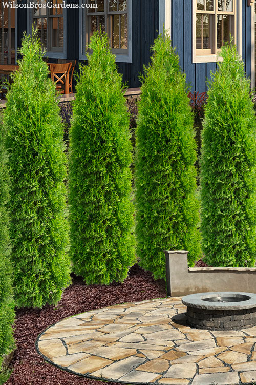  Tall Guy Arborvitae (Thuja) - 3 Gallon Pot