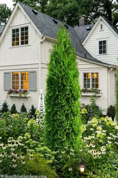  Tall Guy Arborvitae (Thuja) - 3 Gallon Pot