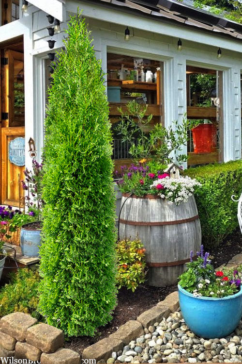  Tall Guy Arborvitae (Thuja) - 3 Gallon Pot