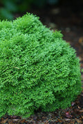  Tater Tot Arborvitae (Thuja) - 2 Gallon Pot