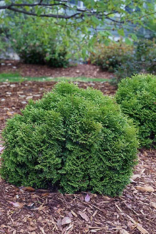  Tater Tot Arborvitae (Thuja) - 2 Gallon Pot