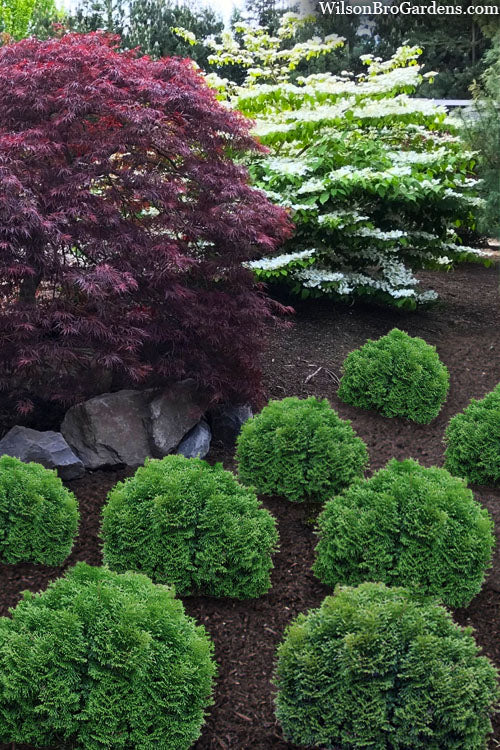  Tater Tot Arborvitae (Thuja) - 2 Gallon Pot