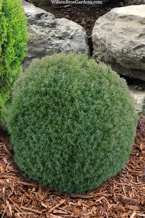  Teddy Dwarf Globe Arborvitae (Thuja) - 1 Gallon Pot