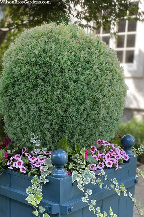 Teddy Dwarf Globe Arborvitae (Thuja) - 1 Gallon Pot