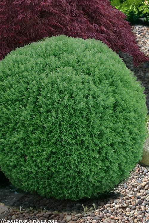  Teddy Dwarf Globe Arborvitae (Thuja) - 1 Gallon Pot