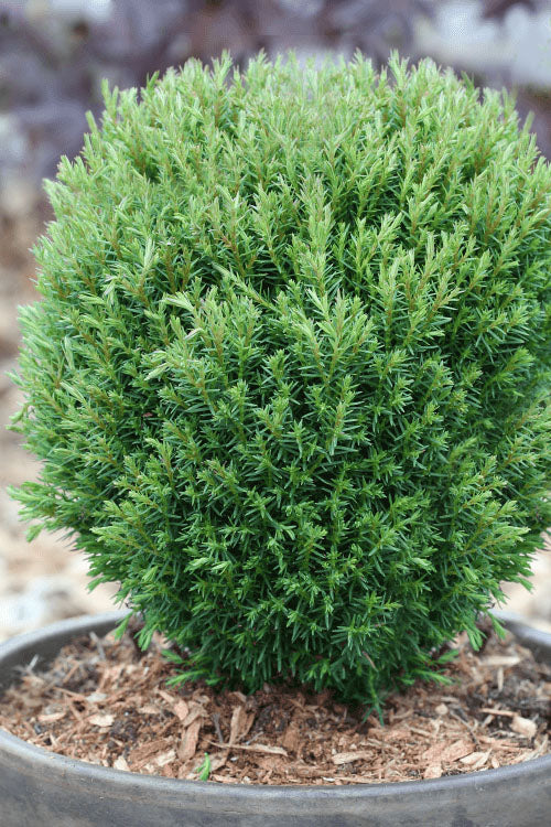  Teddy Dwarf Globe Arborvitae (Thuja) - 1 Gallon Pot