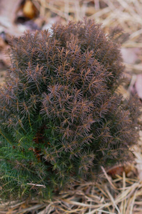  Teddy Dwarf Globe Arborvitae (Thuja) - 1 Gallon Pot