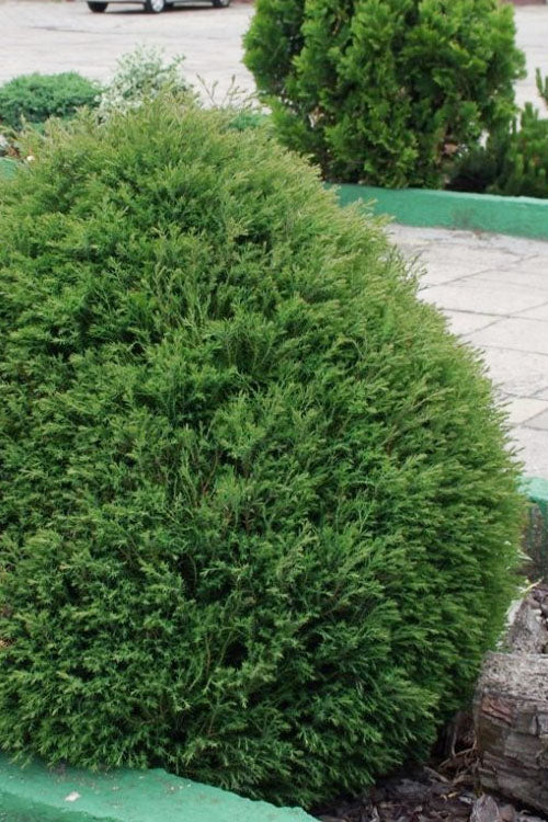  Teddy Dwarf Globe Arborvitae (Thuja) - 1 Gallon Pot
