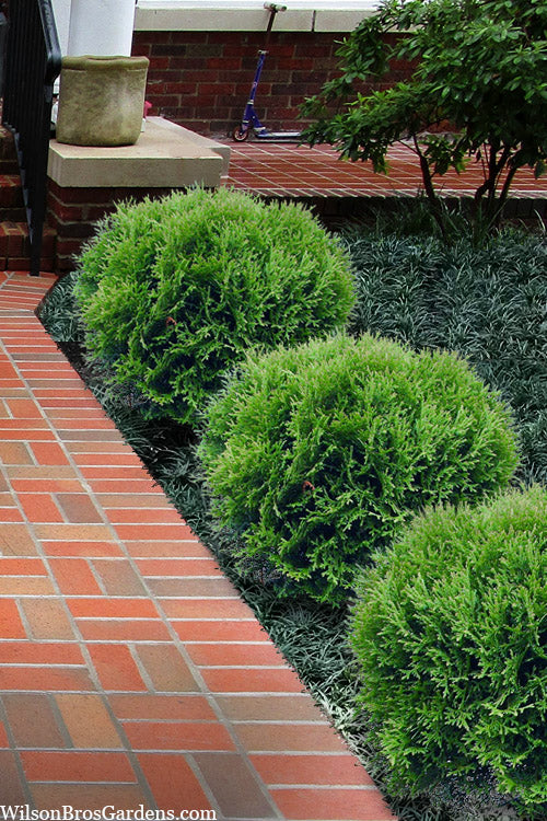  Tom Thumb Dwarf Globe Arborvitae - 3 Gallon Pot