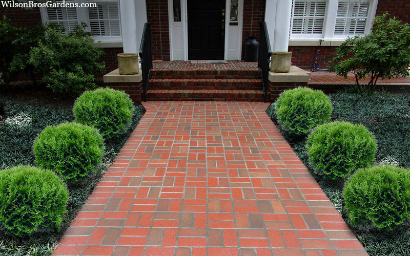  Tom Thumb Dwarf Globe Arborvitae - 3 Gallon Pot