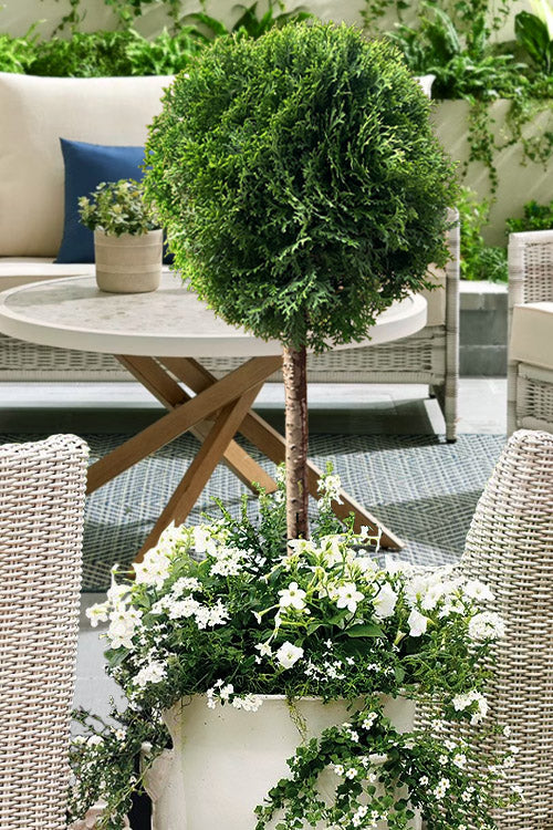  Tom Thumb Dwarf Globe Arborvitae Tree Form - 3 Gallon Pot