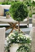  Tom Thumb Dwarf Globe Arborvitae Tree Form - 3 Gallon Pot