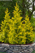  Yellow Ribbon Arborvitae (Thuja Occidentalis) - 7 Gallon Pot